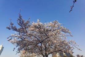樱花