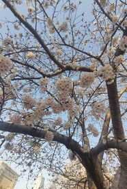 樱花