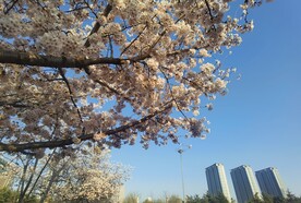 樱花