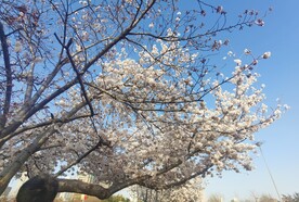樱花树