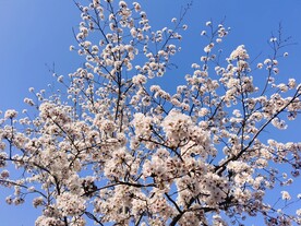 樱花树