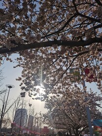 樱花树