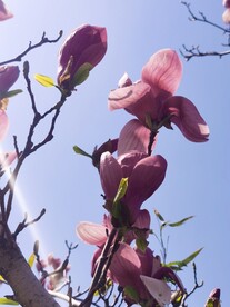 玉兰花
