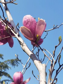 玉兰花
