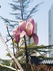 玉兰花