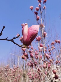 玉兰花