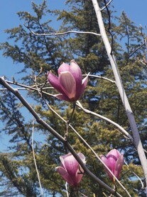 玉兰花