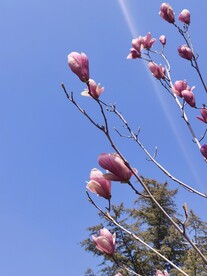 玉兰花
