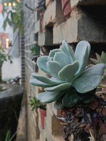 小多肉植物