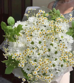 白色小菊花