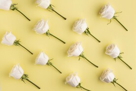 美丽鲜花壁纸