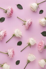 美丽鲜花壁纸