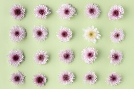 美丽鲜花壁纸