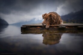 狗狗
