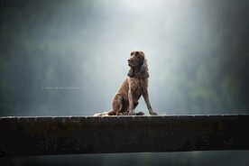 狗狗