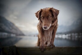 狗狗