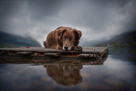狗狗