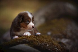 狗狗