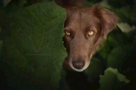 狗狗