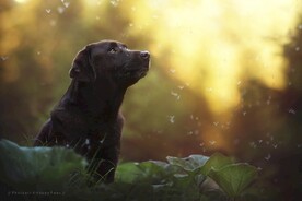狗狗