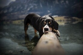 狗狗