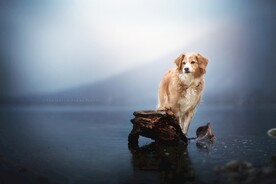 狗狗