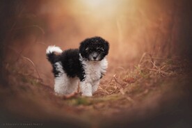 狗狗