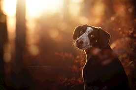 狗狗