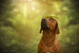 狗狗