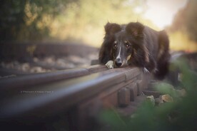 狗狗