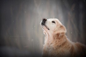 狗狗
