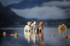 狗狗高清摄影素材