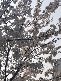 樱花