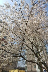樱花