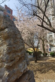樱花树