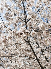 樱花树