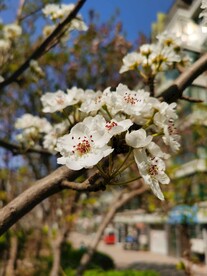 梨花