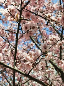 樱花