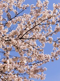 樱花树