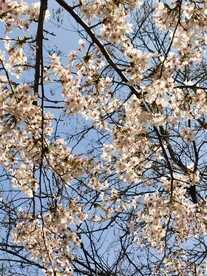 樱花树