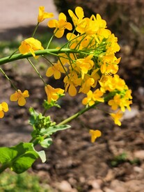 油菜花