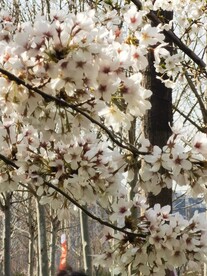 樱花