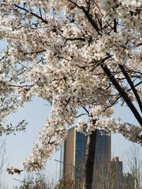樱花
