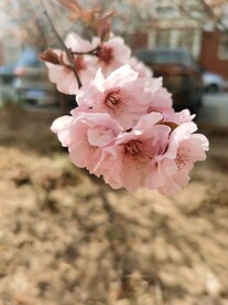 樱花树