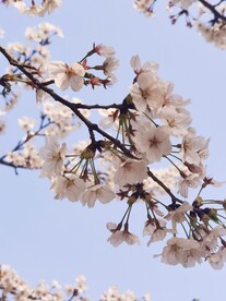 樱花