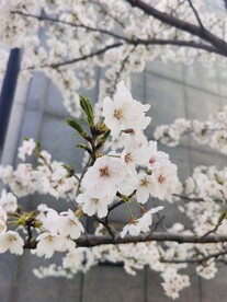 樱花
