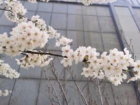 樱花树
