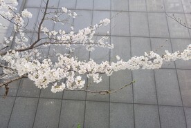樱花