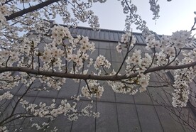 樱花