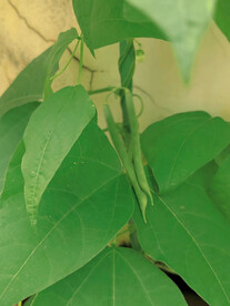 四季豆植物